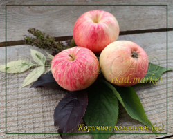 Яблоня Коричное полосатое