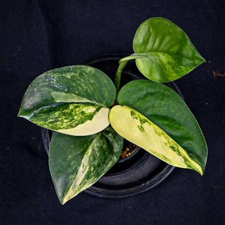 Сциндапсус JADE SATIN