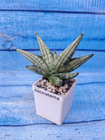 Sansevieria Classic Fan (Сансевиерия)