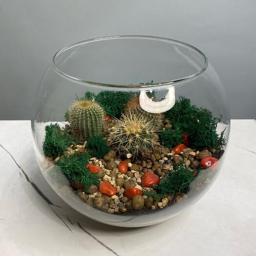 Экосистема/ флорариум с кактусами и мхом. Флорариум 004 Chalet Green