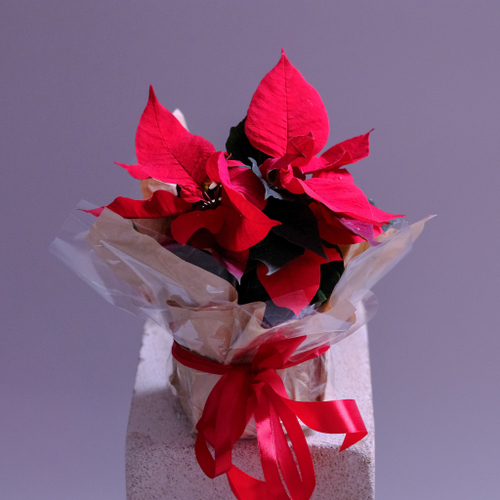 Купить Новогодний цветок "Рождественская звезда"