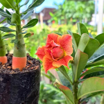 Адениум ORANJE