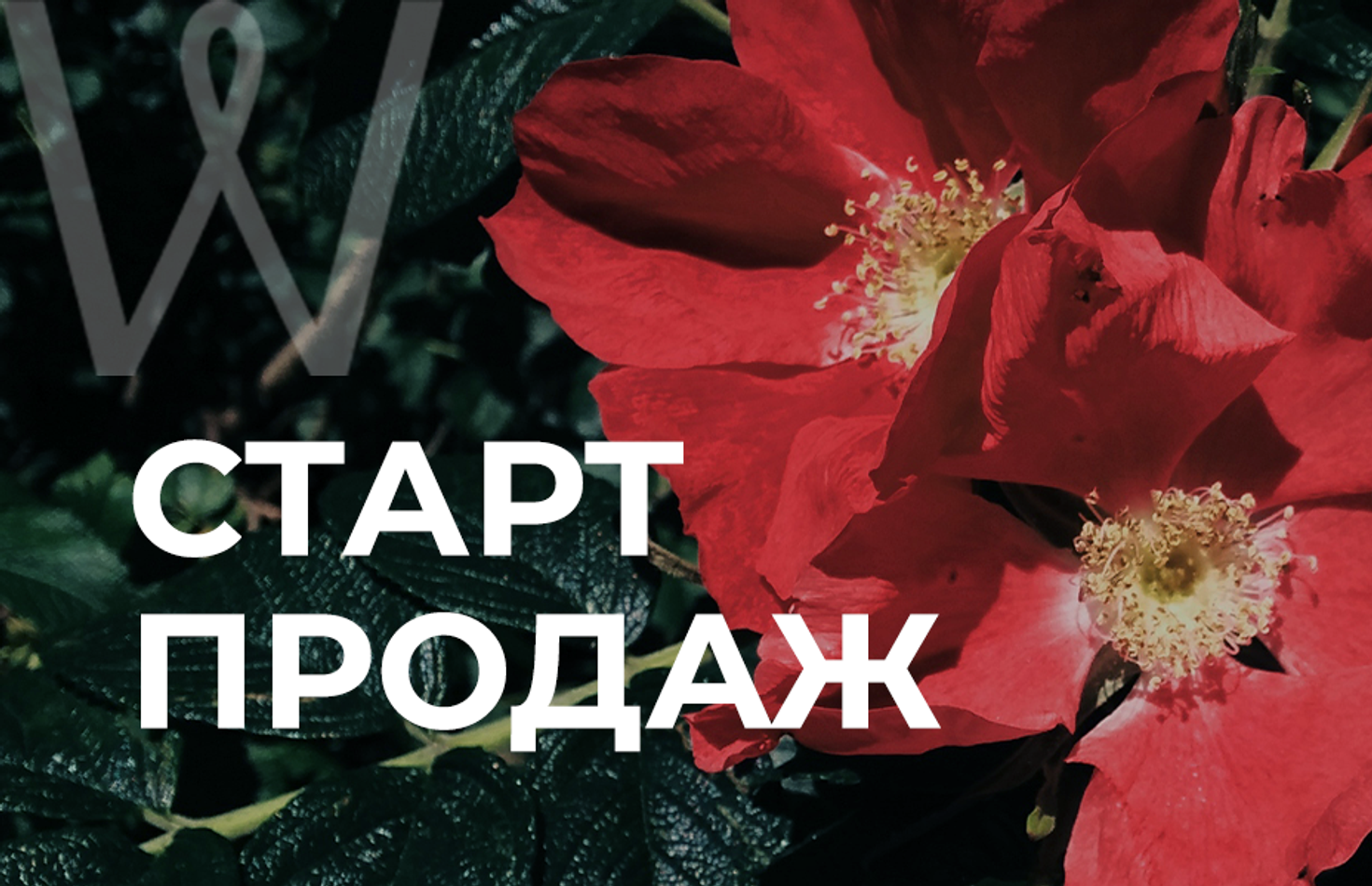 Объявление о старте продаж