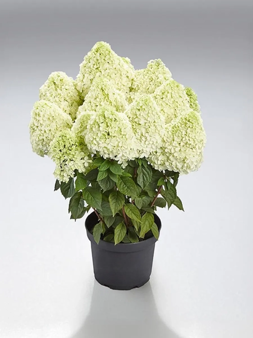 Гортензия метельчатая Пандалус