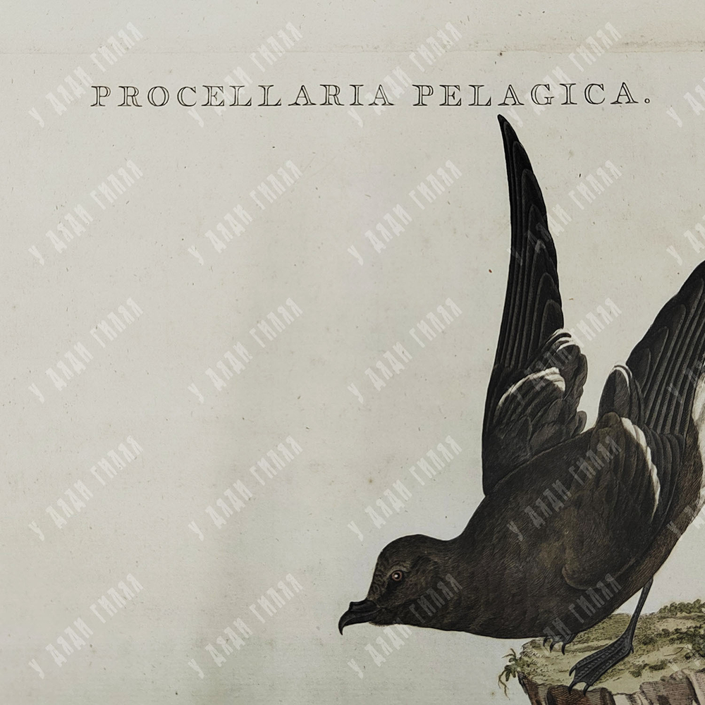 Зепп Ян Кристиан. Пара буревестников. Гравюра на меди, акварель. Амстердам. 1797 г.