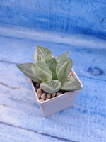 Haworthia Retusa Aurea var. (Хавортия)