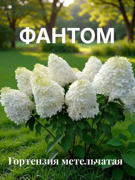 Фантом гортензия метельчатая