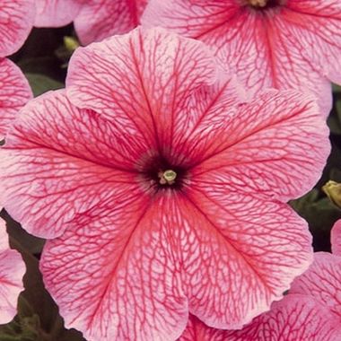 S60212 Петуния кустовая Multiflora MIRAGE SPRING 10 шт.