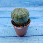 Euphorbia Obesa (Эуфорбия)