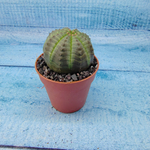 Euphoria Obesa (Эуфорбия)
