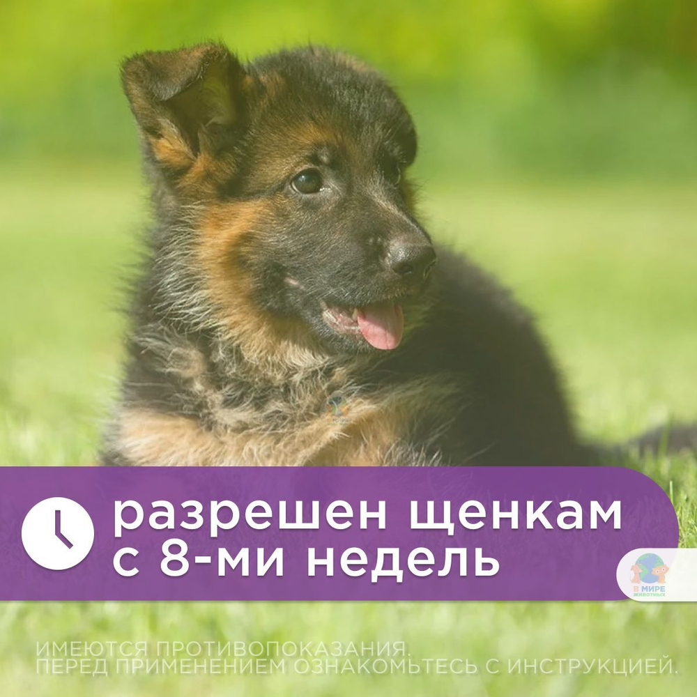 Раствор для инъекций для предотвращения рвоты различного генеза у кошек и собак Фалена (Okvet), 50мл Маропитант