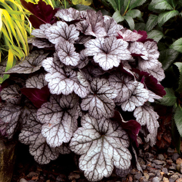 Гейхера "GLITTER"