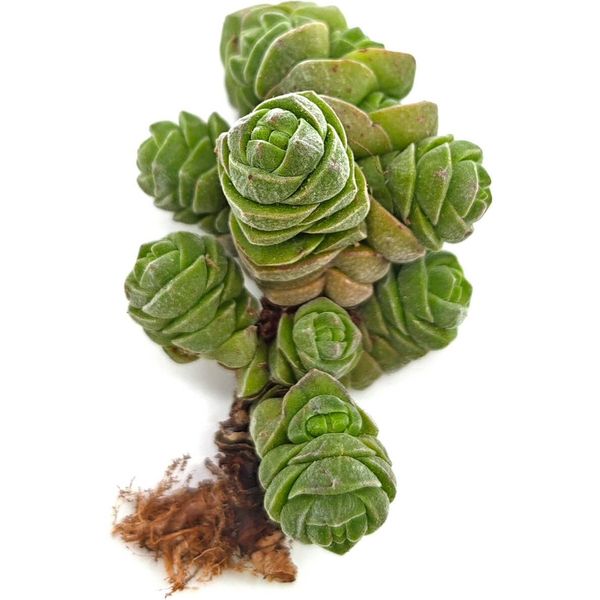 Крассула Колонелла