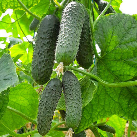 Семена огурца Элитор F1, Nunhems, 7 шт.