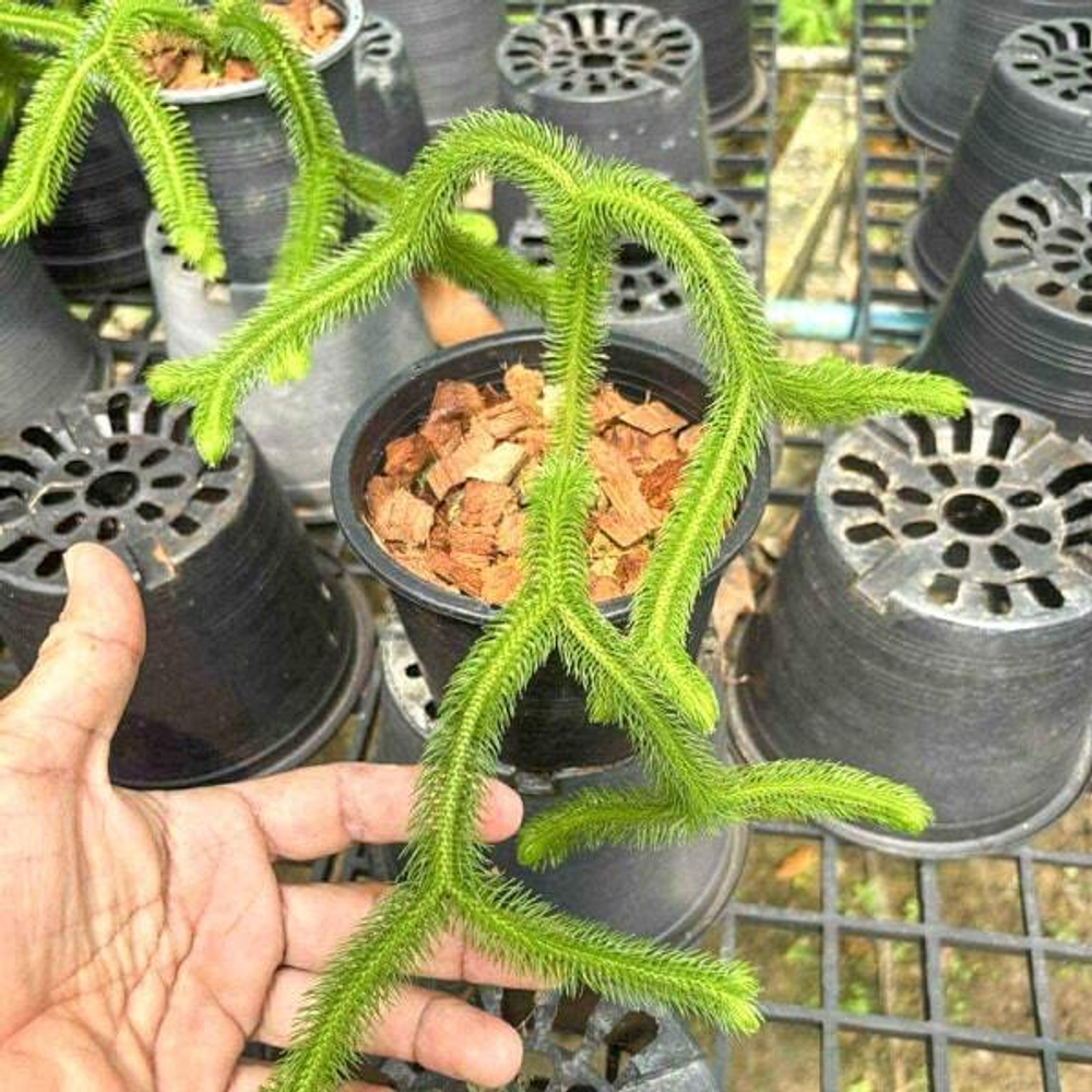 Хуперция H.SQUARROSA VERTICULATA 4"