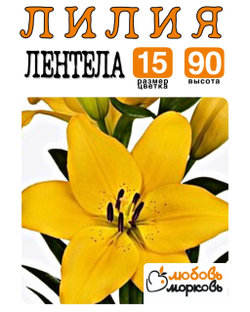 Лилия Луковица, Лентела, ЛА-гибрид, разбор 22/24, 1 шт