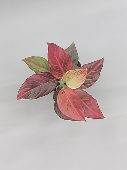 Аглаонема Ред Вайн