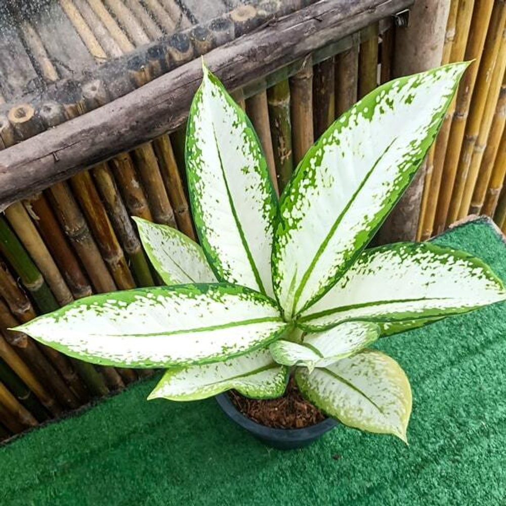 Диффенбахия NOK YUNG KHAO/DELILAH