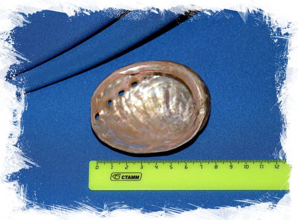 Галиотис полированный, 10-12см, 1шт