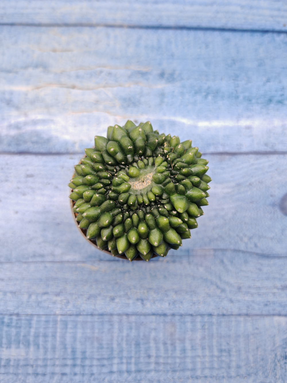 Gymnocalycium Spineless Crested form (Гимнокалициум Кристатный)
