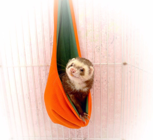 Гамак «Капля» для хорьков