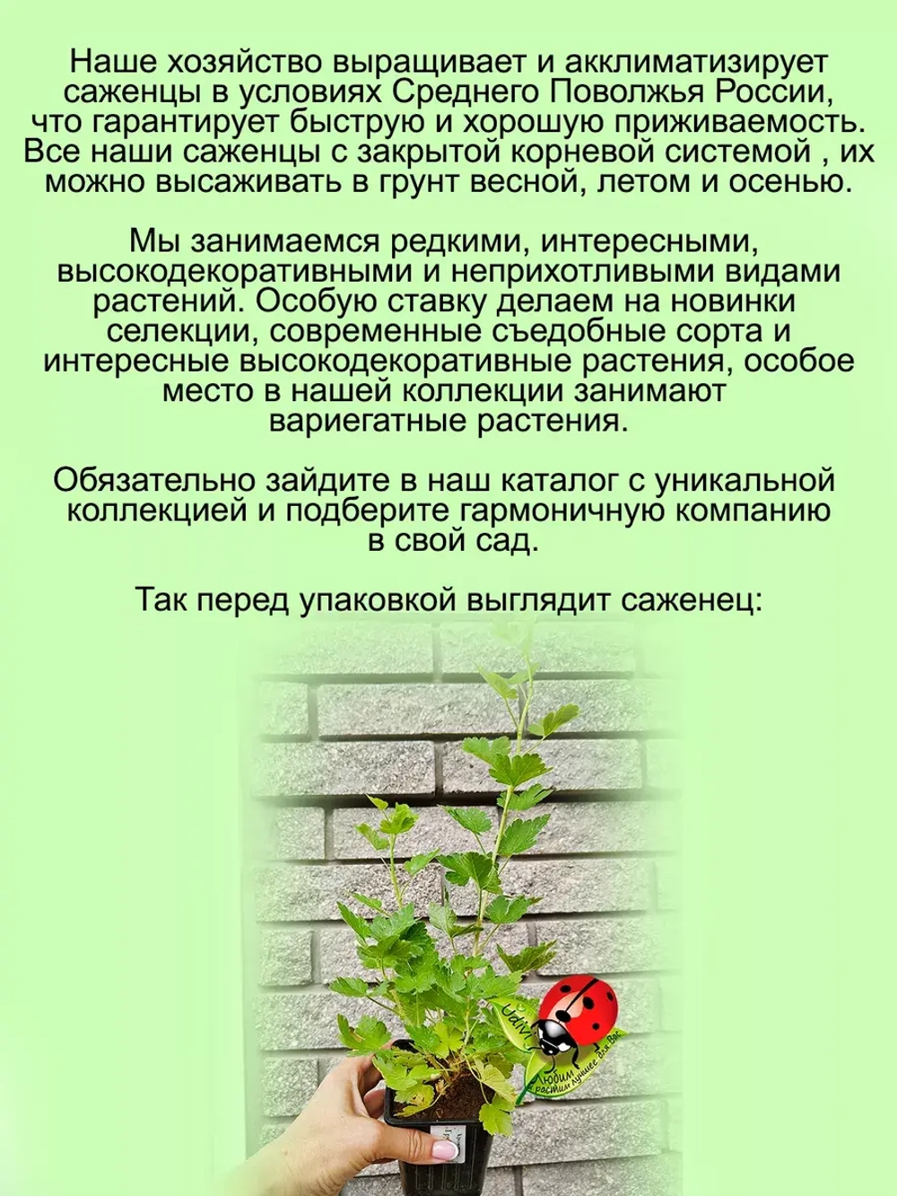 Крыжовник бесшипый Грушенька
